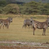  Lake Manyara, TZ